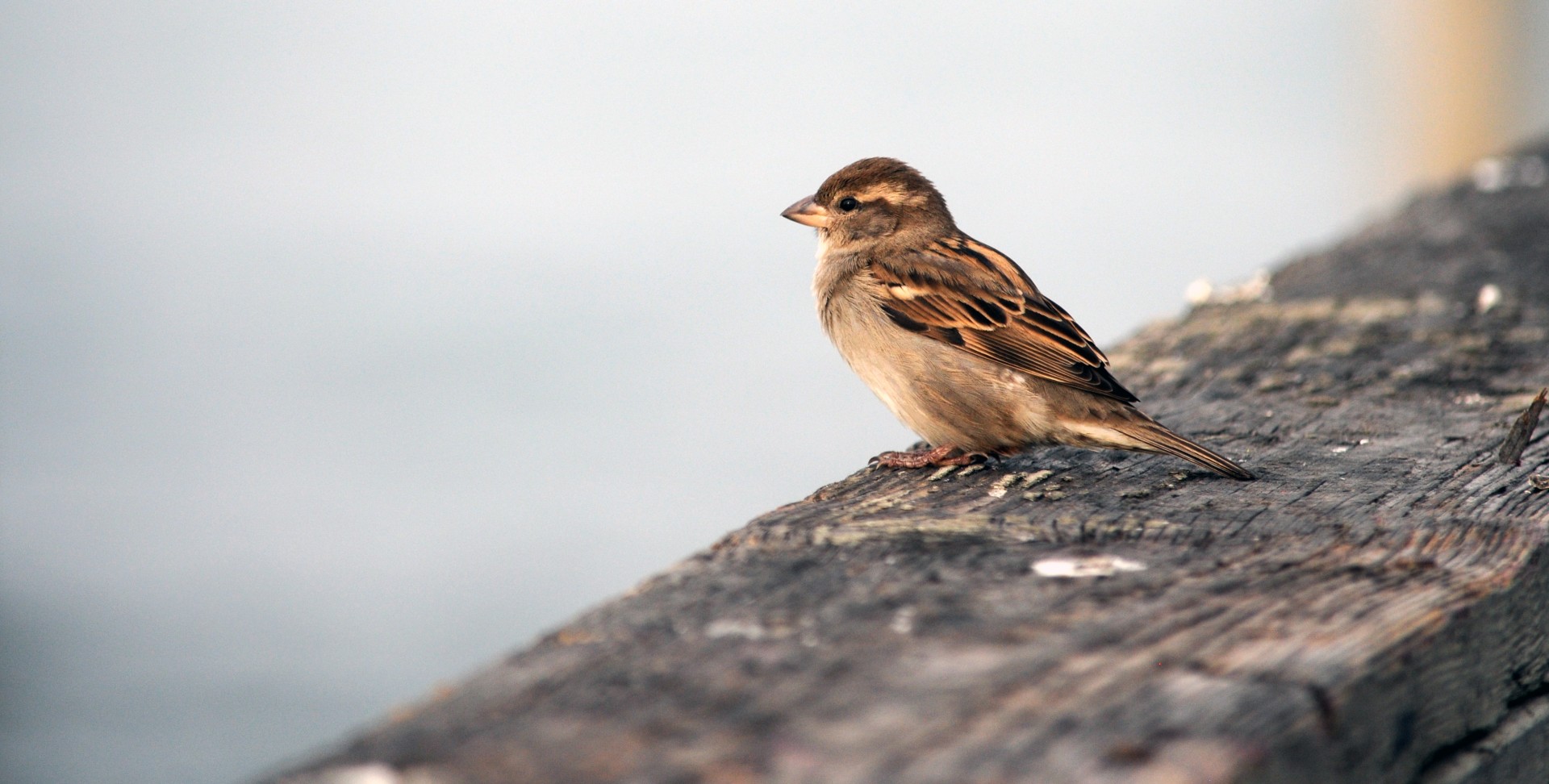 bird small feathers free photo