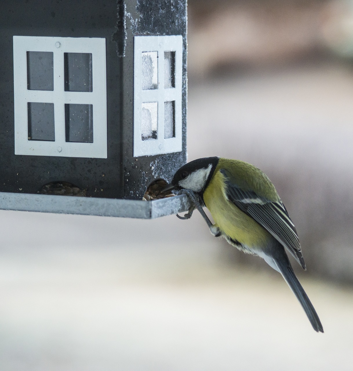 small birds bird table bird food free photo