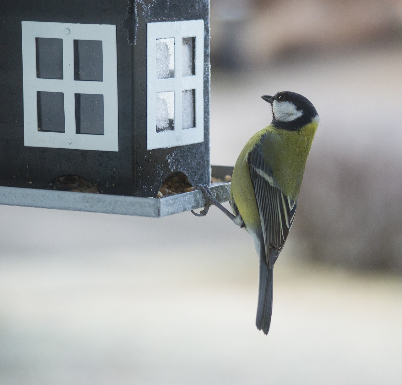 small birds bird table bird food free photo