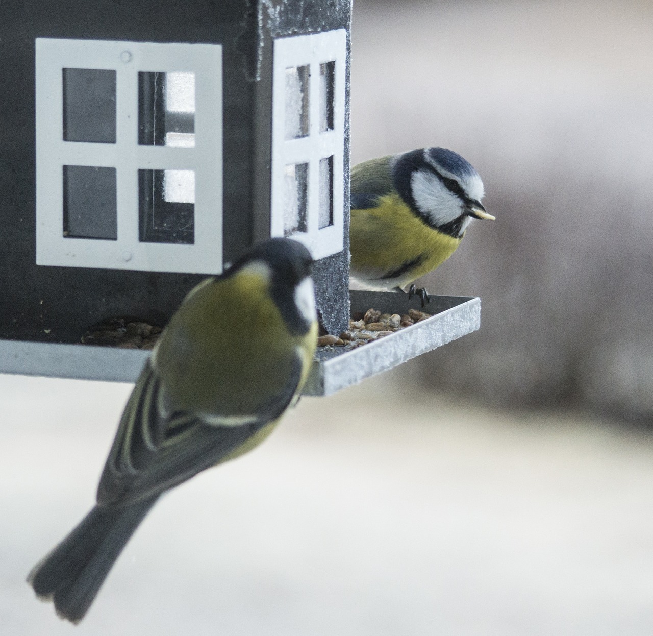 small birds bird table bird food free photo