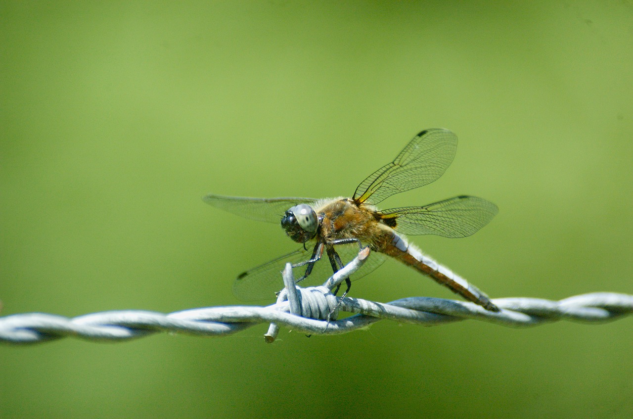 small blue arrow dragonfly insect free photo