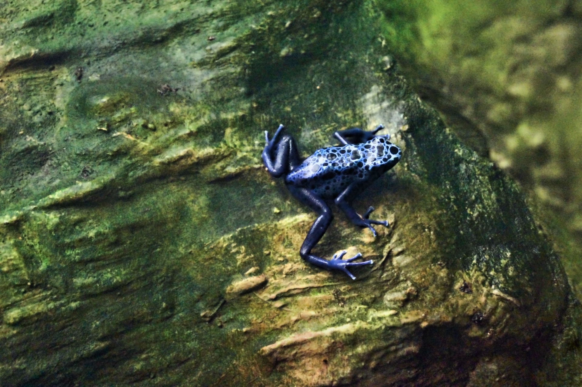 small blue frog free photo