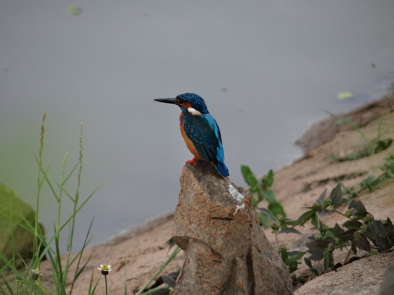 small blue kingfisher dharwad sadhankeri free photo