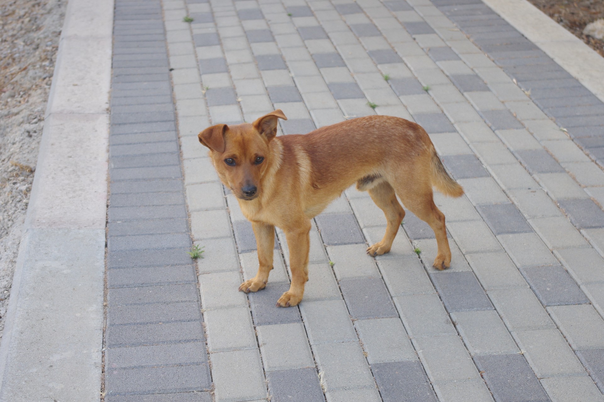 small brown dog free photo