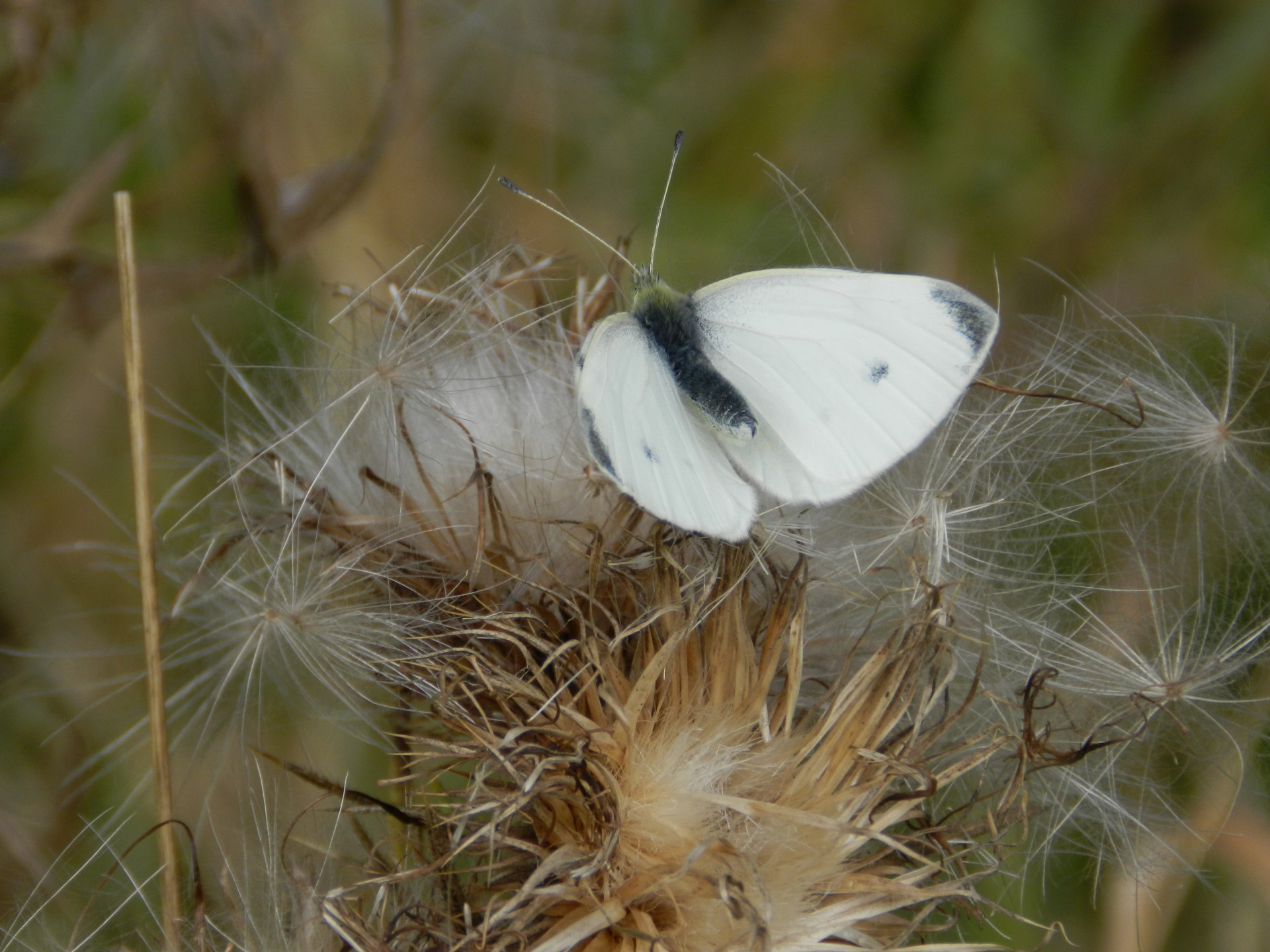 butterfly small white free photo
