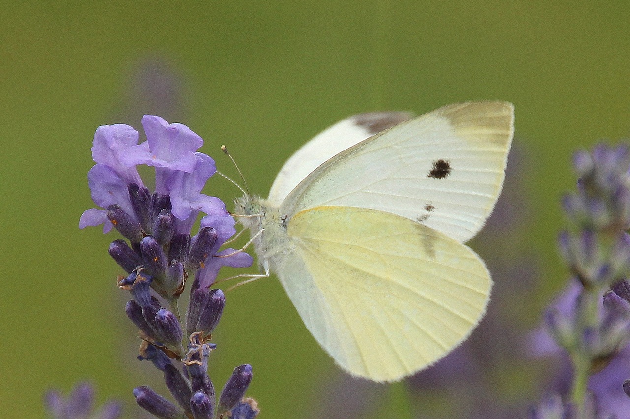 small cabbage white ling butterfly nature free photo