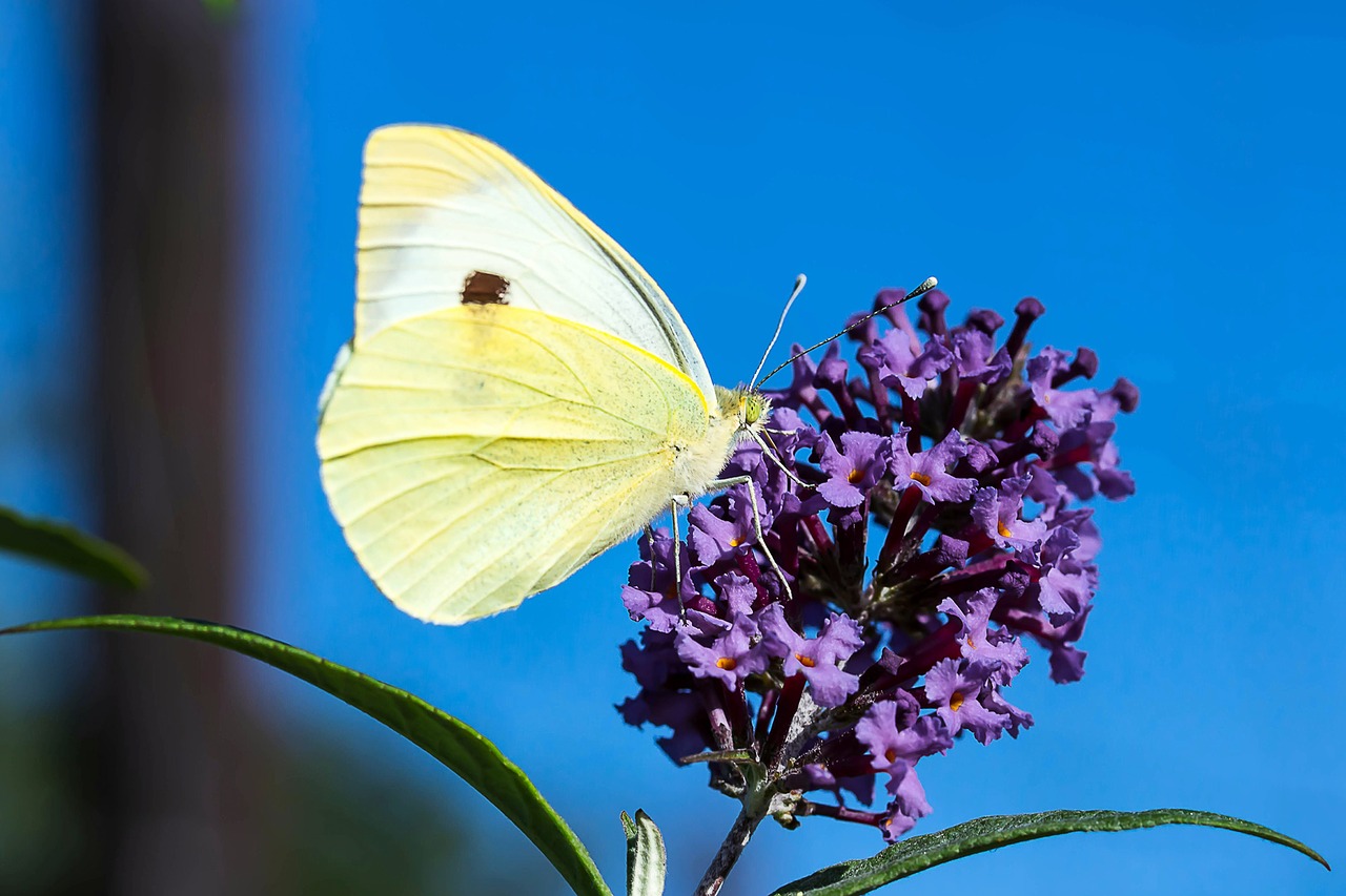 small cabbage white ling pieris rapae butterflies free photo