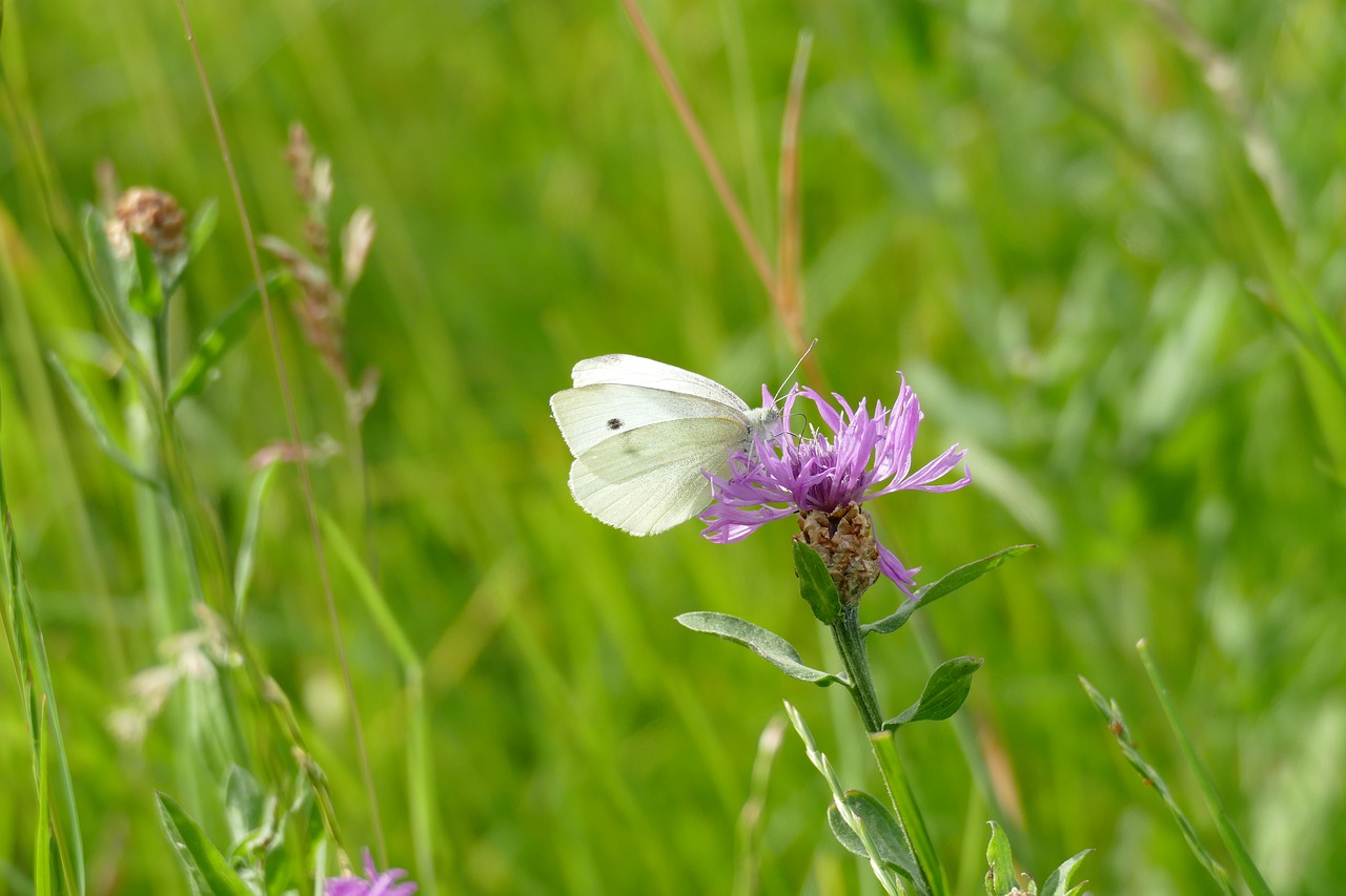 small cabbage white ling  pieris rapae  butterfly free photo