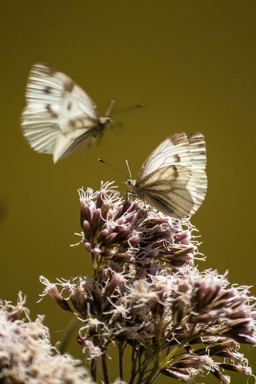 small cabbage white ling butterflies close free photo
