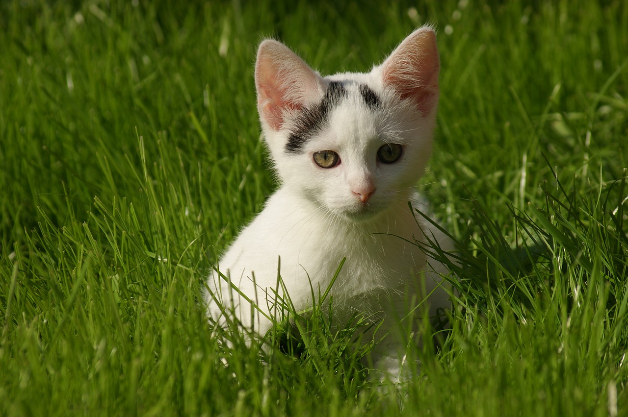 small cat cat domestic cat free photo