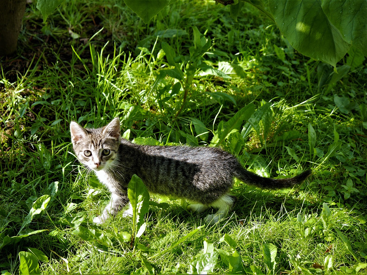 small cat grass kitten free photo