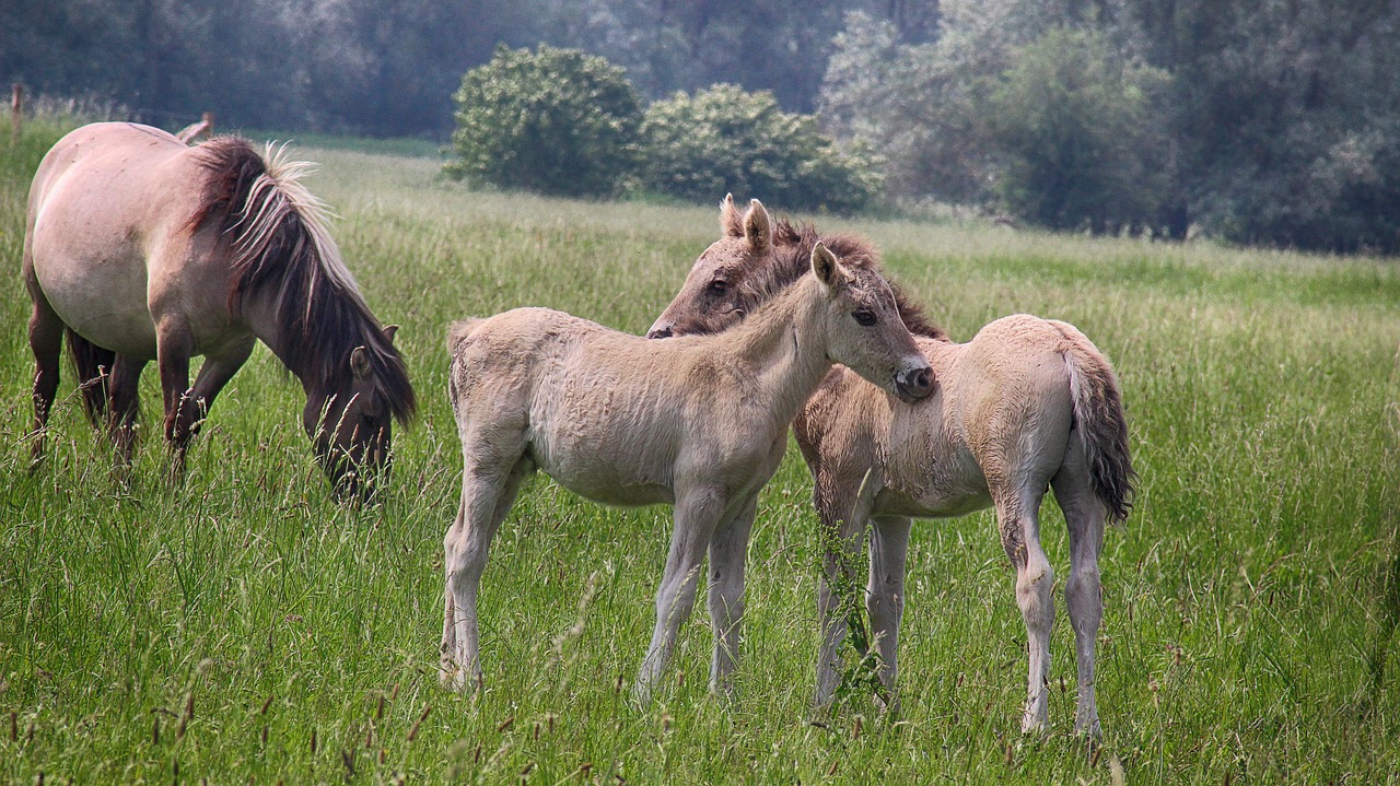 small children  foals  spring free photo