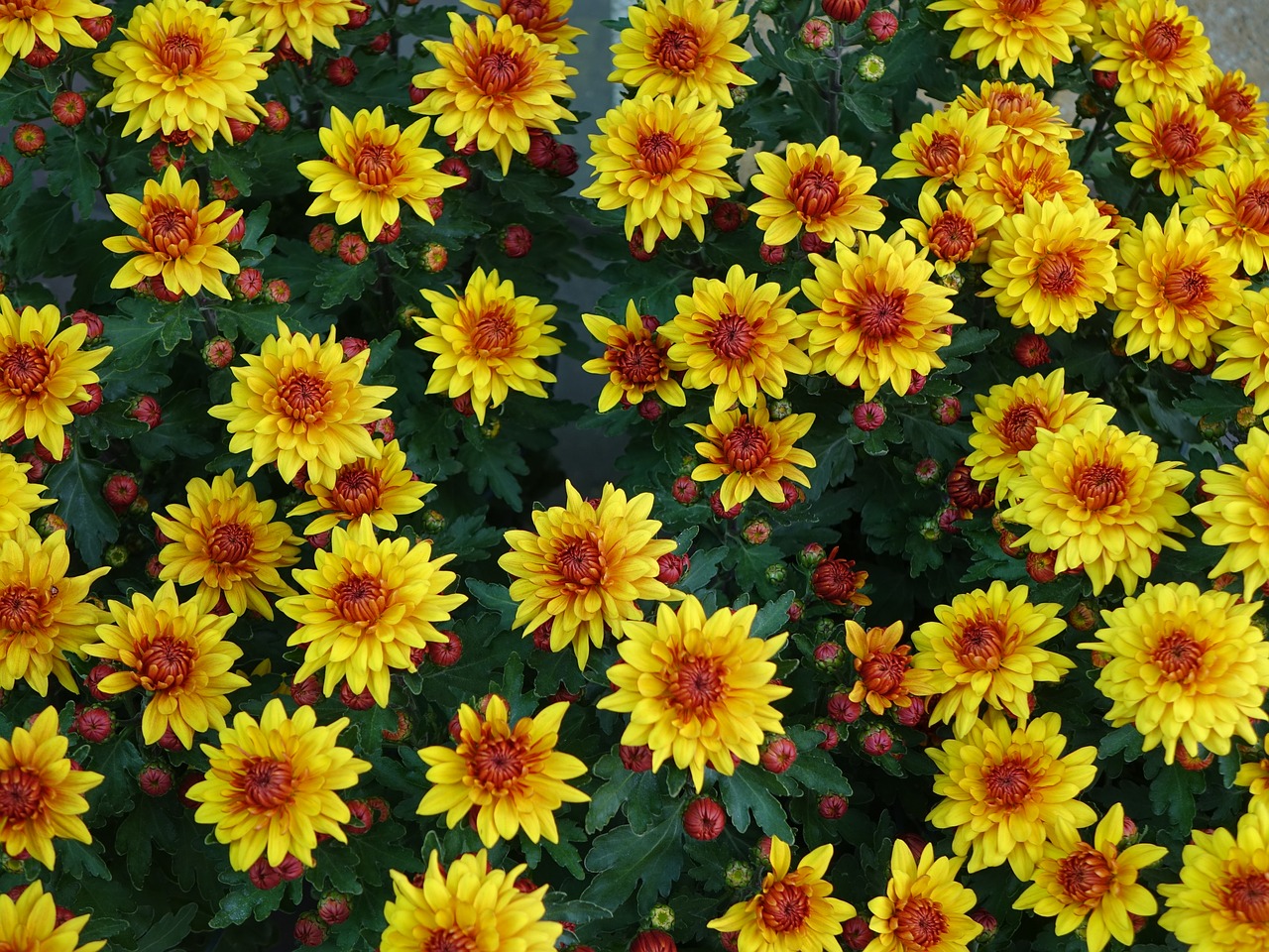 small chrysanthemum yellow upward free photo