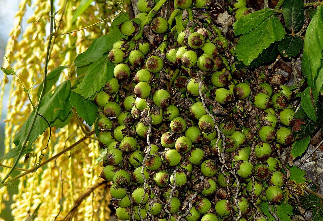 small coconuts coco licuri free photo