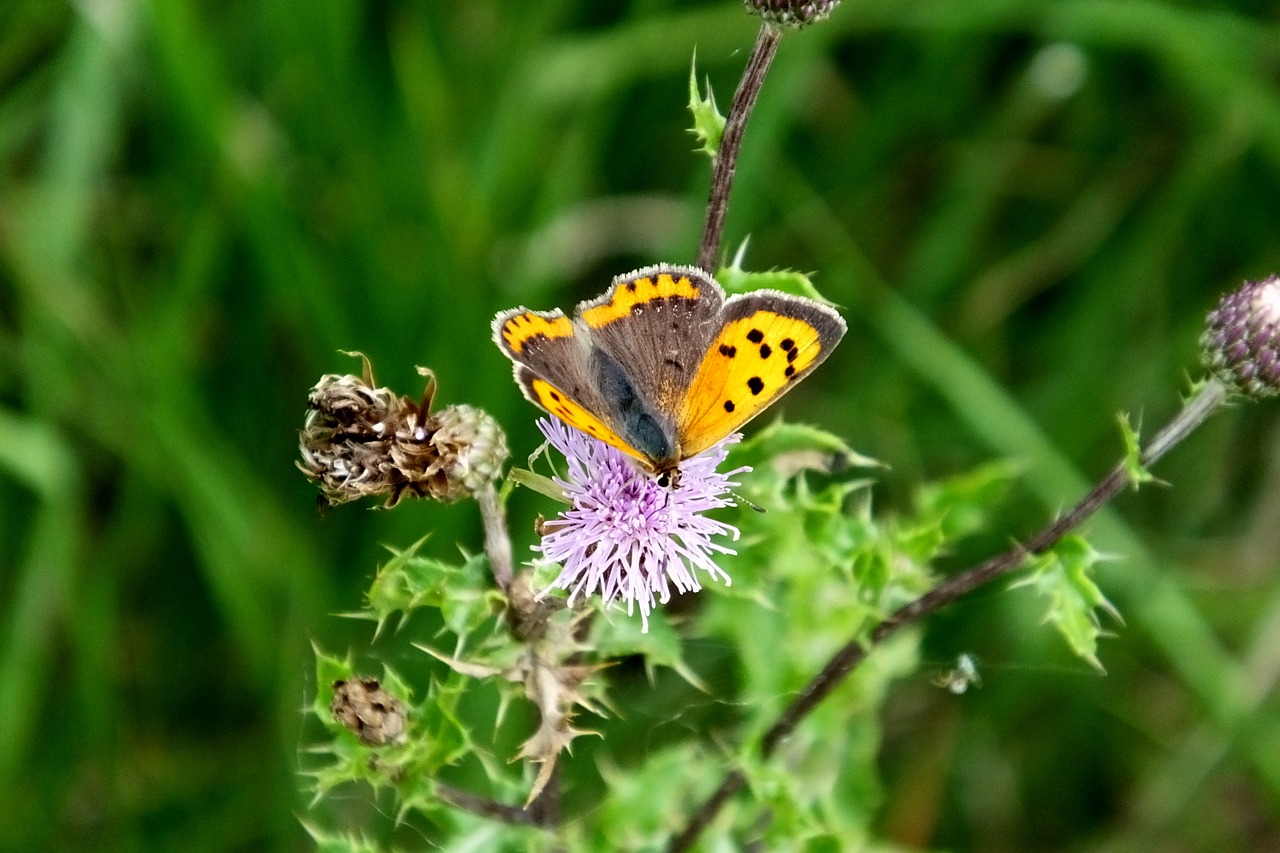 small copper  butterfly  nature free photo