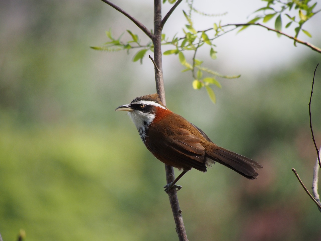 small curved beak thrush taipei free photo