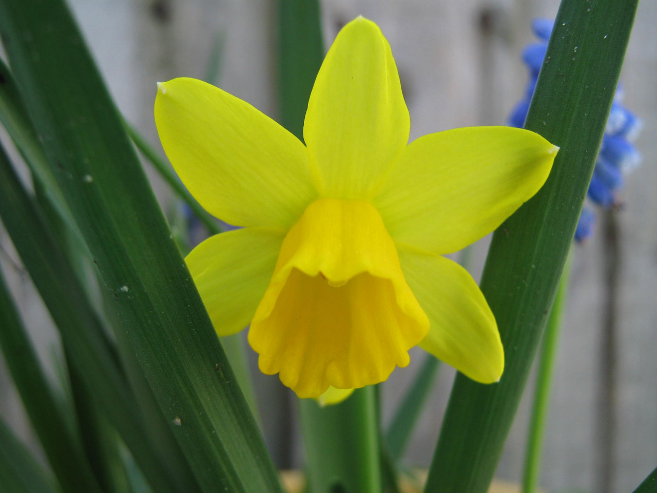 yellow flower daffodil free photo