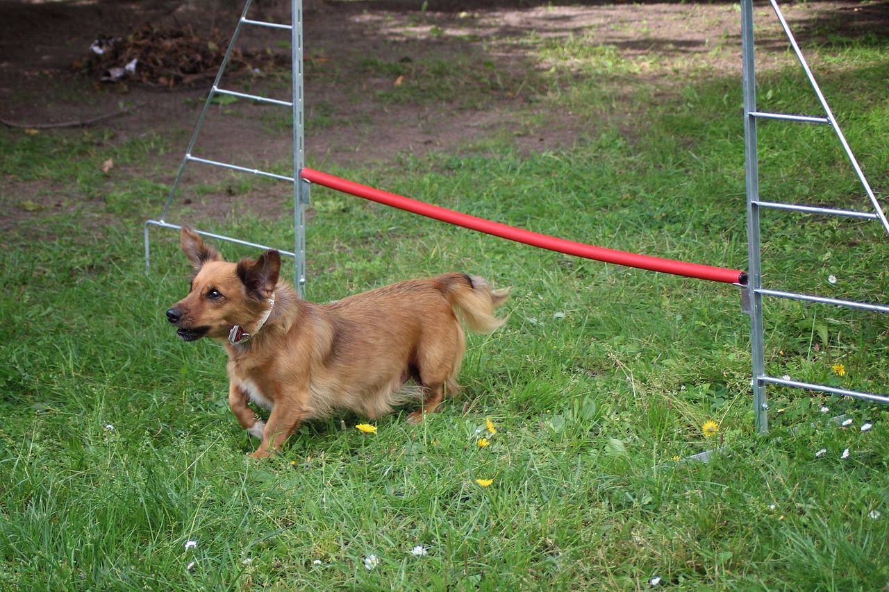 small dog dog hurdle free photo