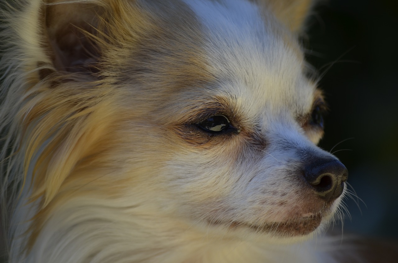 small dog dog chihuahua free photo