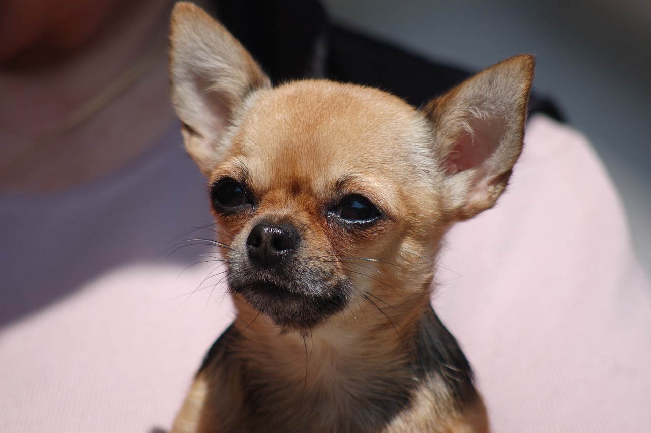 small dog  doggie  chihuahua free photo