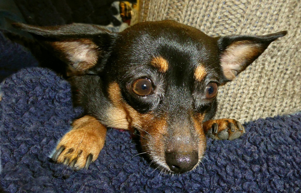 small dog cute pinscher free photo