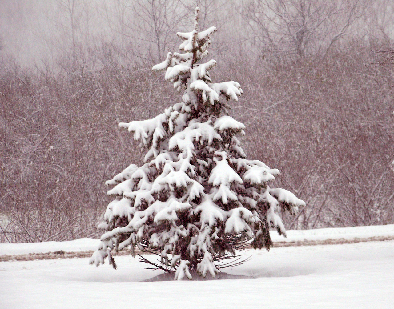 snow evergreen trees free photo