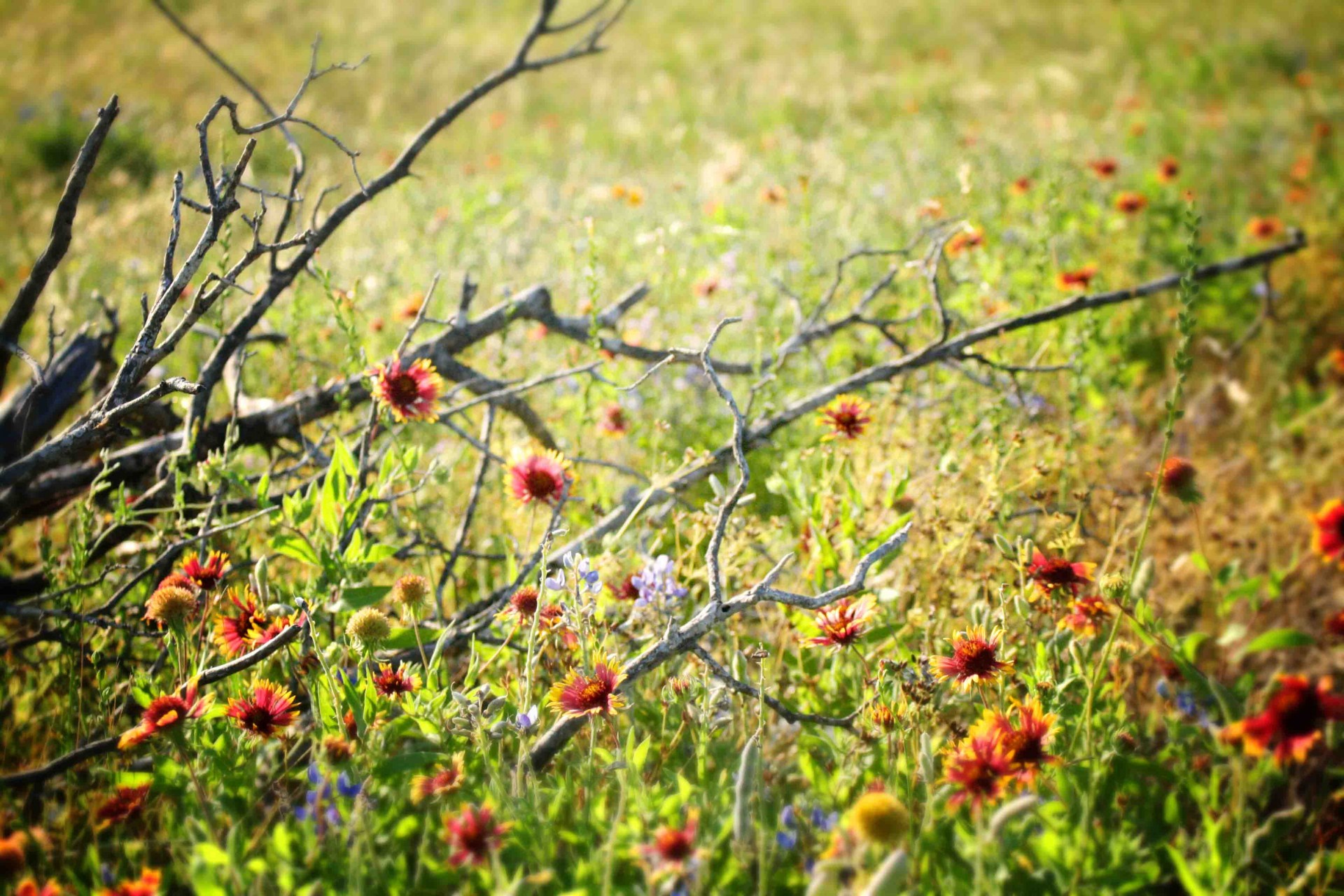 tree wildflowers wallpaper free photo