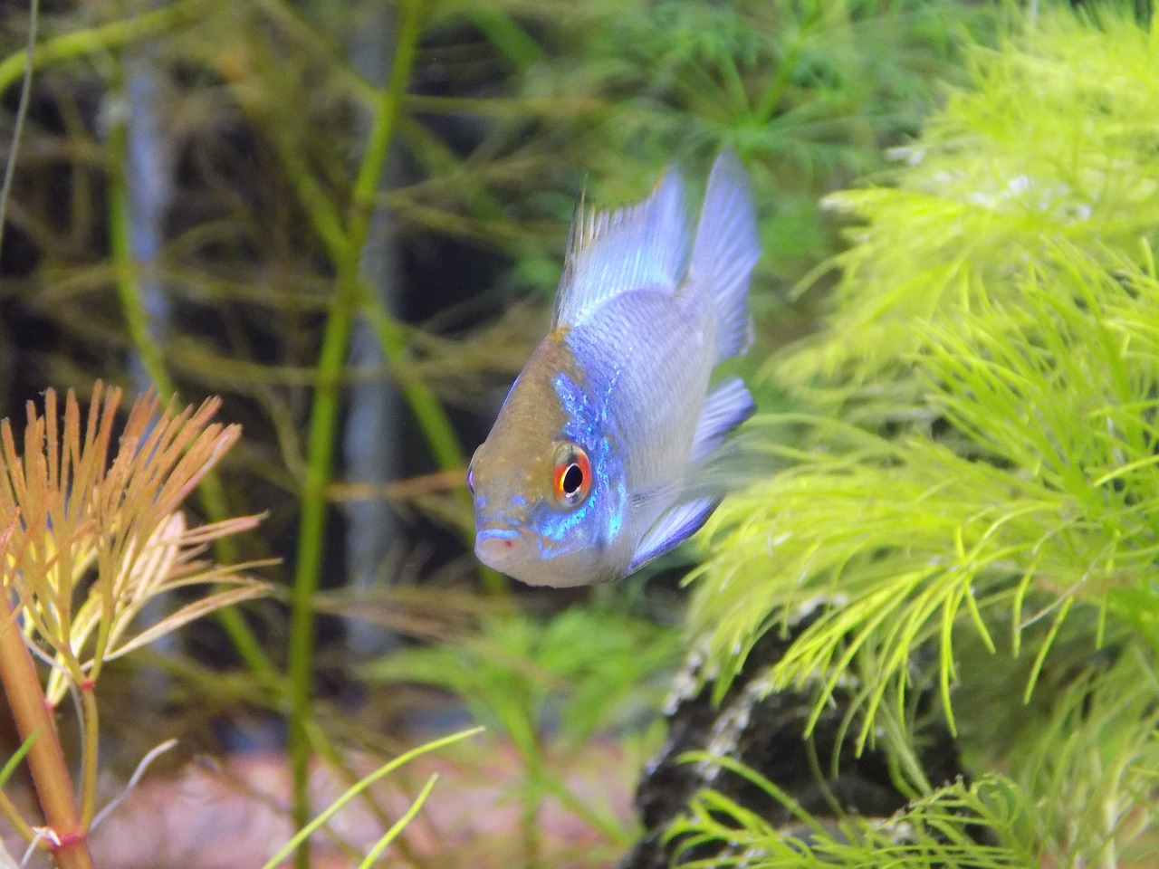 small fish apistogramma of ramirezi electric blue aquarium free photo