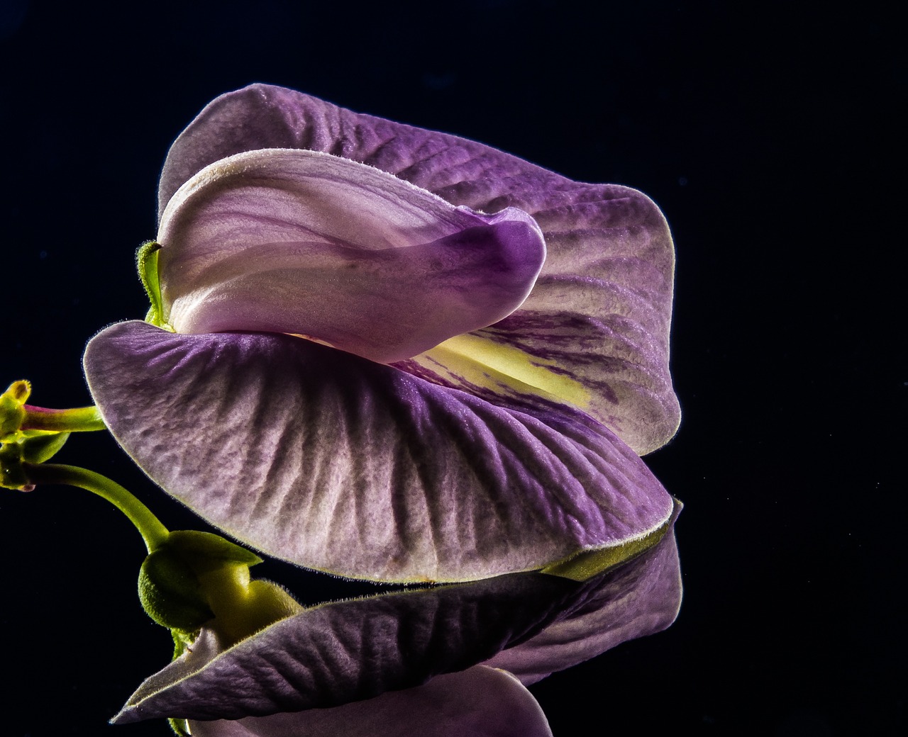 small flower flower violet free photo