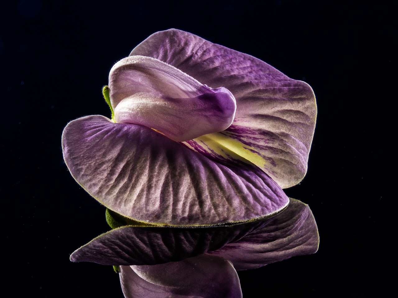 small flower flower violet free photo