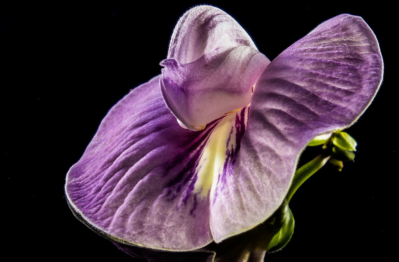 small flower flower violet free photo