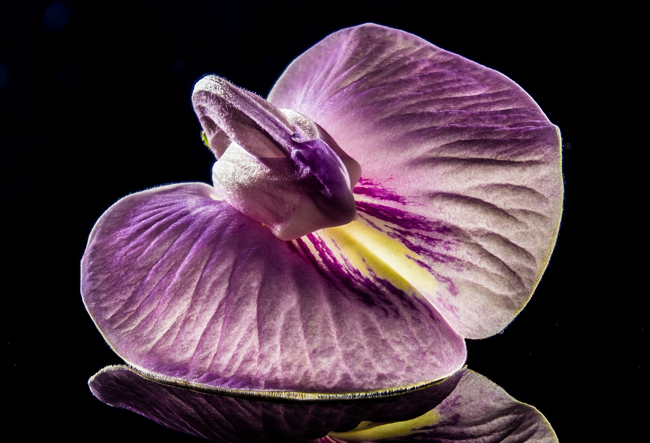 small flower flower violet free photo