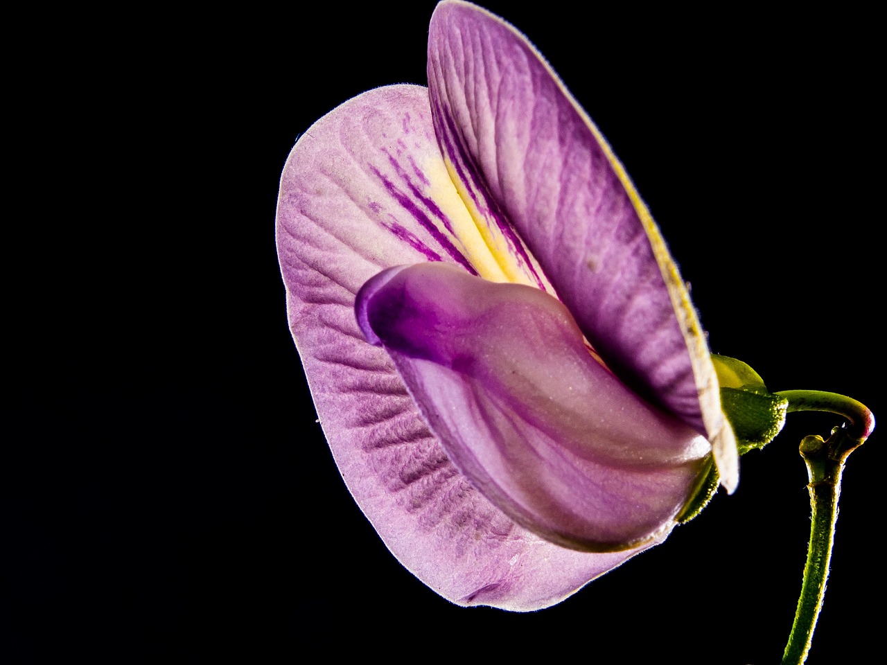 small flower flower violet free photo