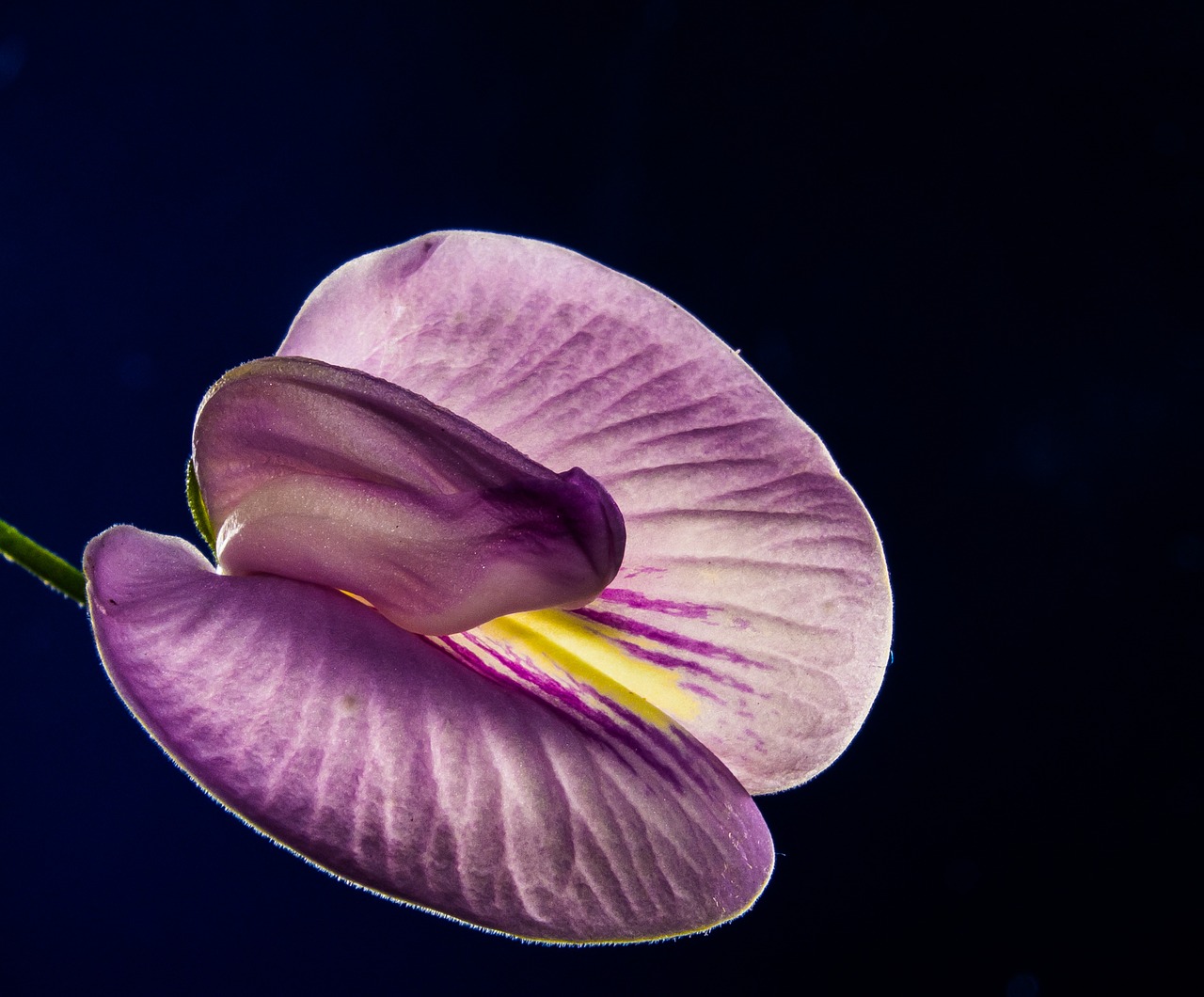 small flower flower violet free photo