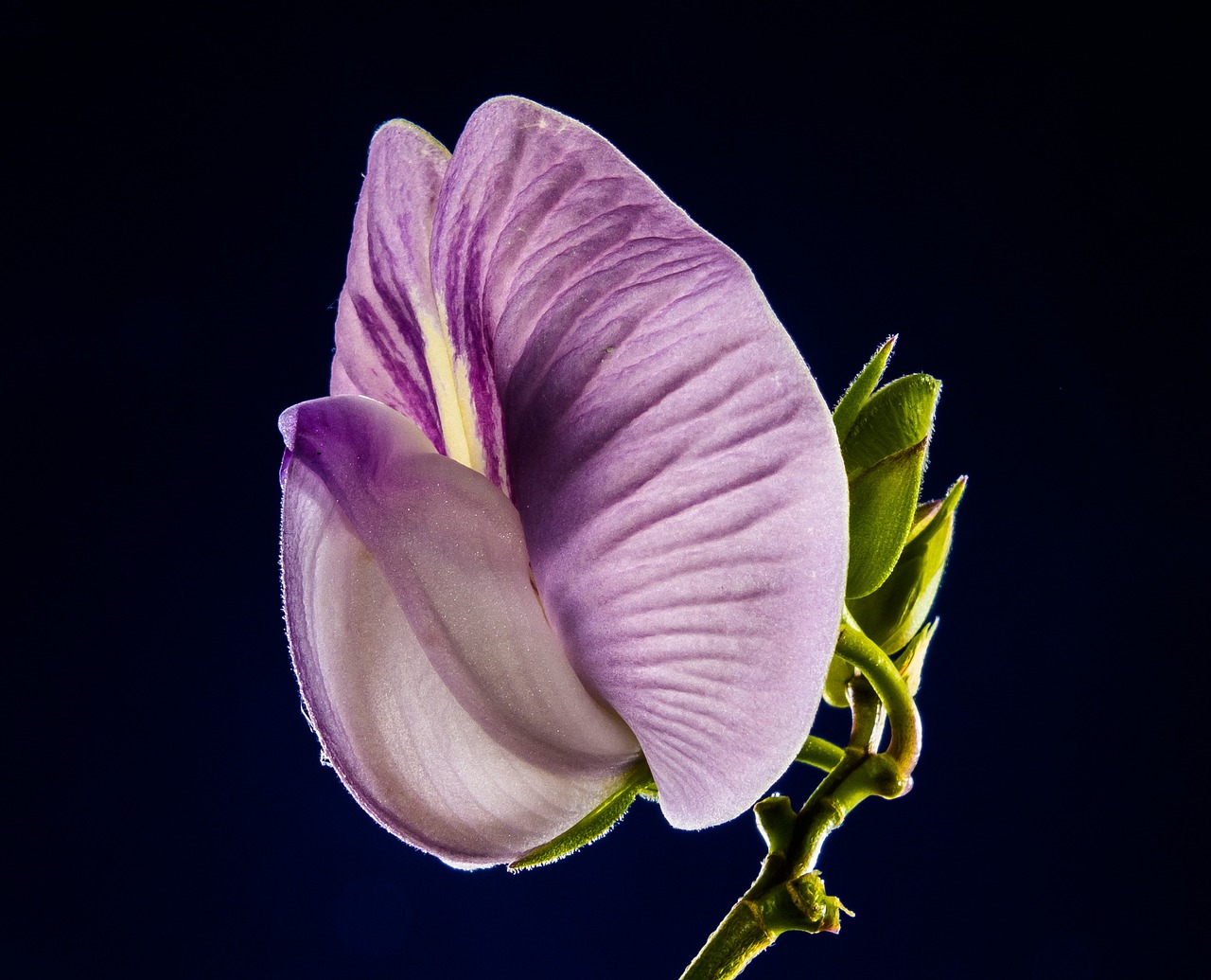 small flower flower violet free photo