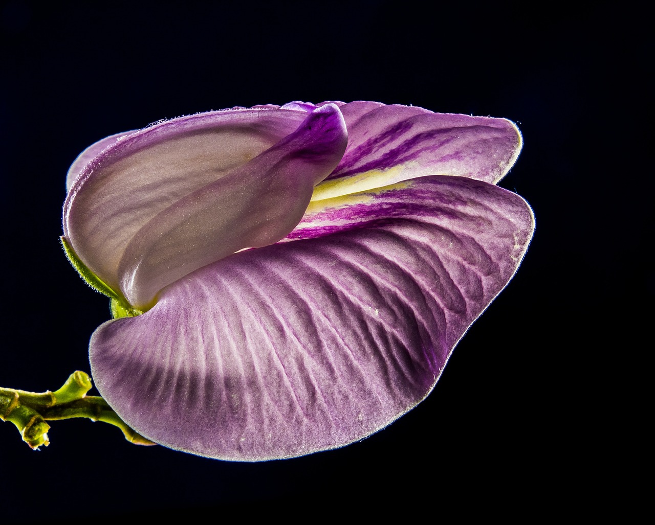 small flower flower violet free photo