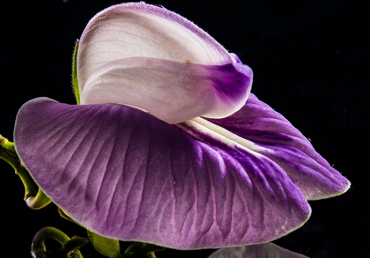 small flower flower violet free photo