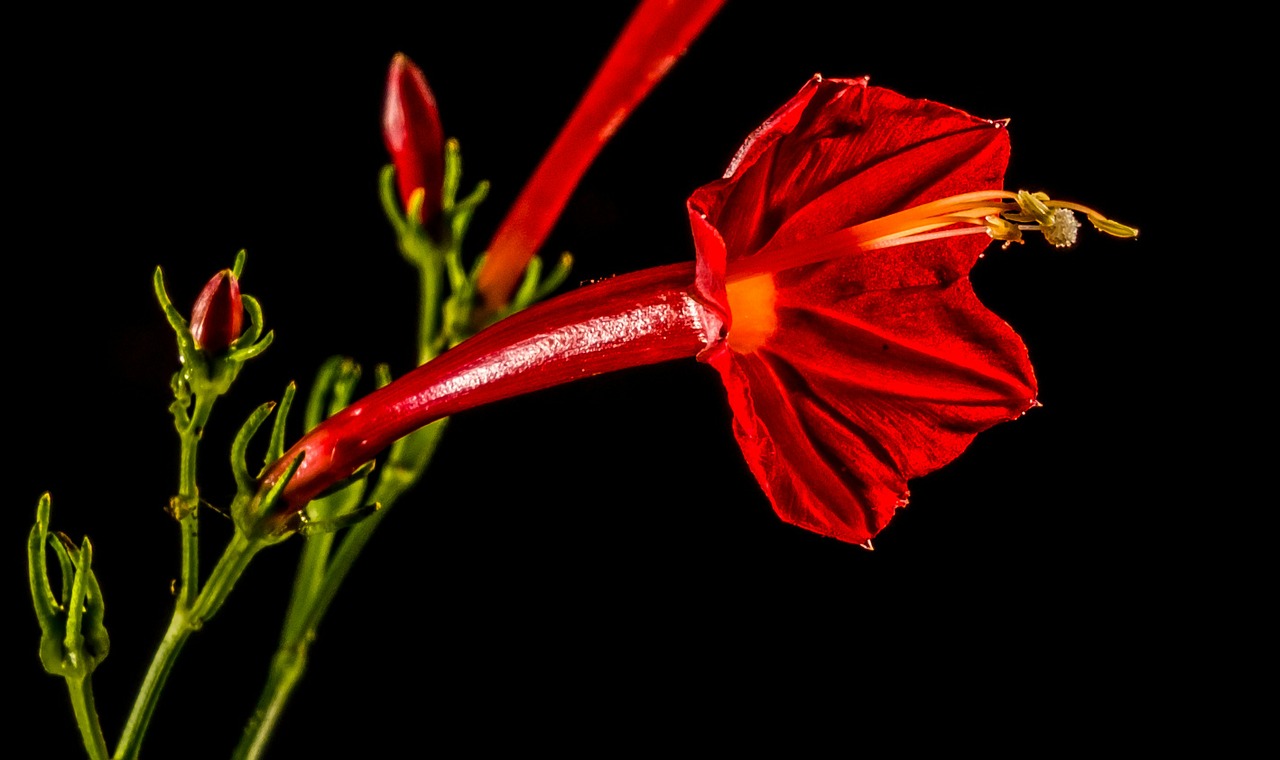 small flower flower red free photo