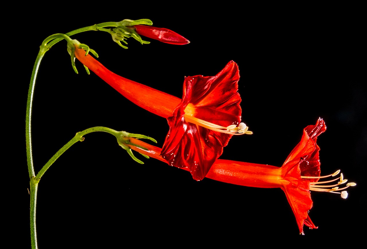 small flower flower red free photo