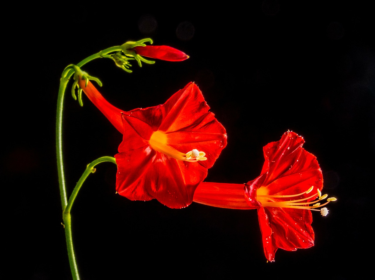 small flower flower red free photo