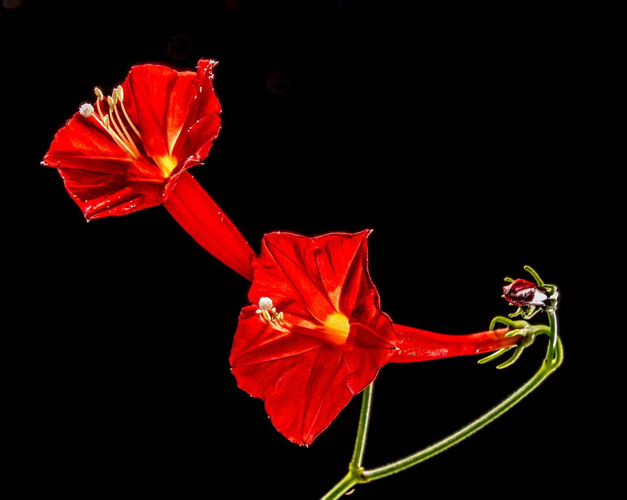 small flower flower red free photo