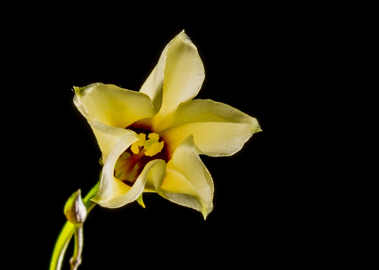 small flower flower white free photo