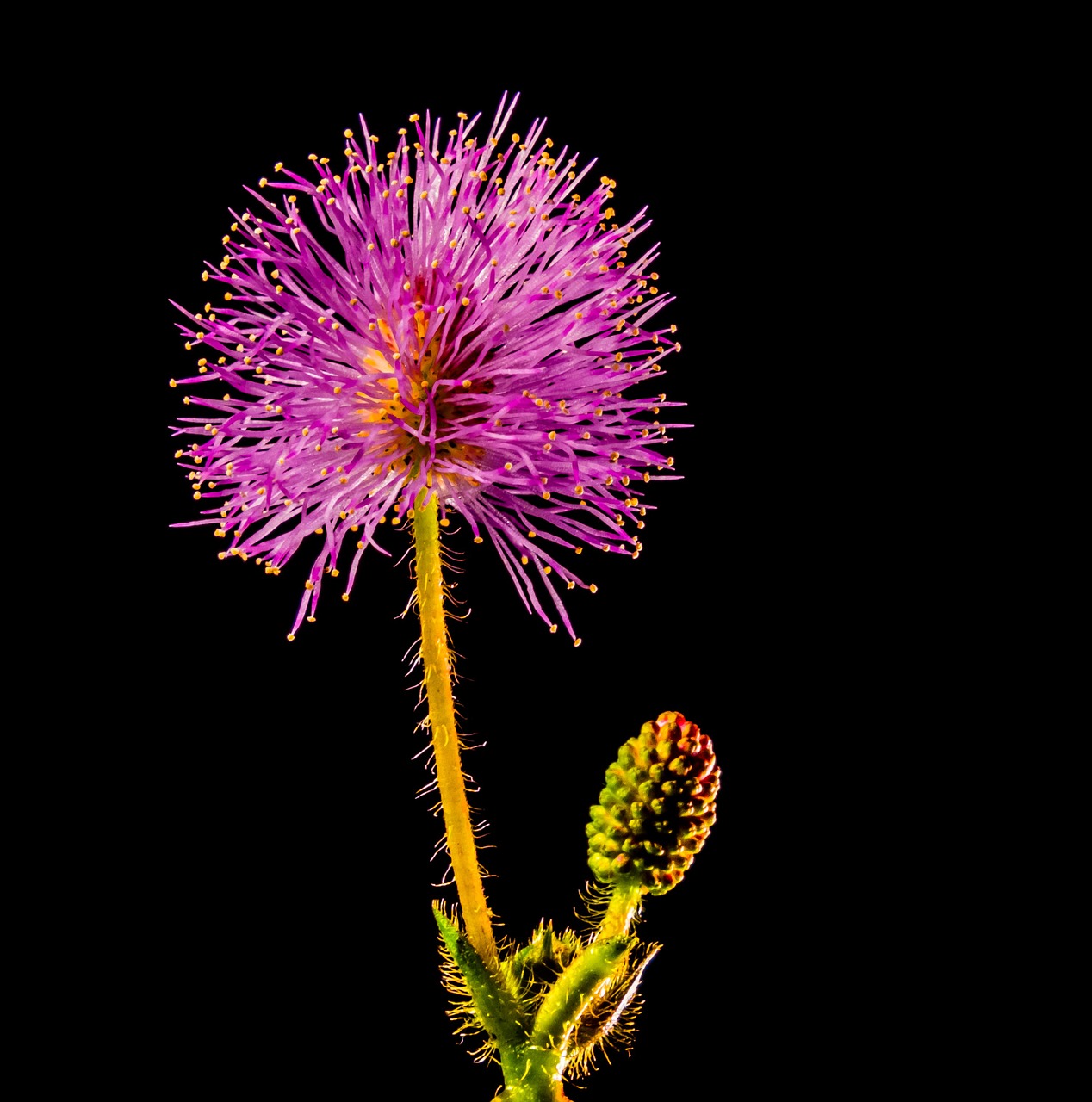 small flower flower purple pink free photo