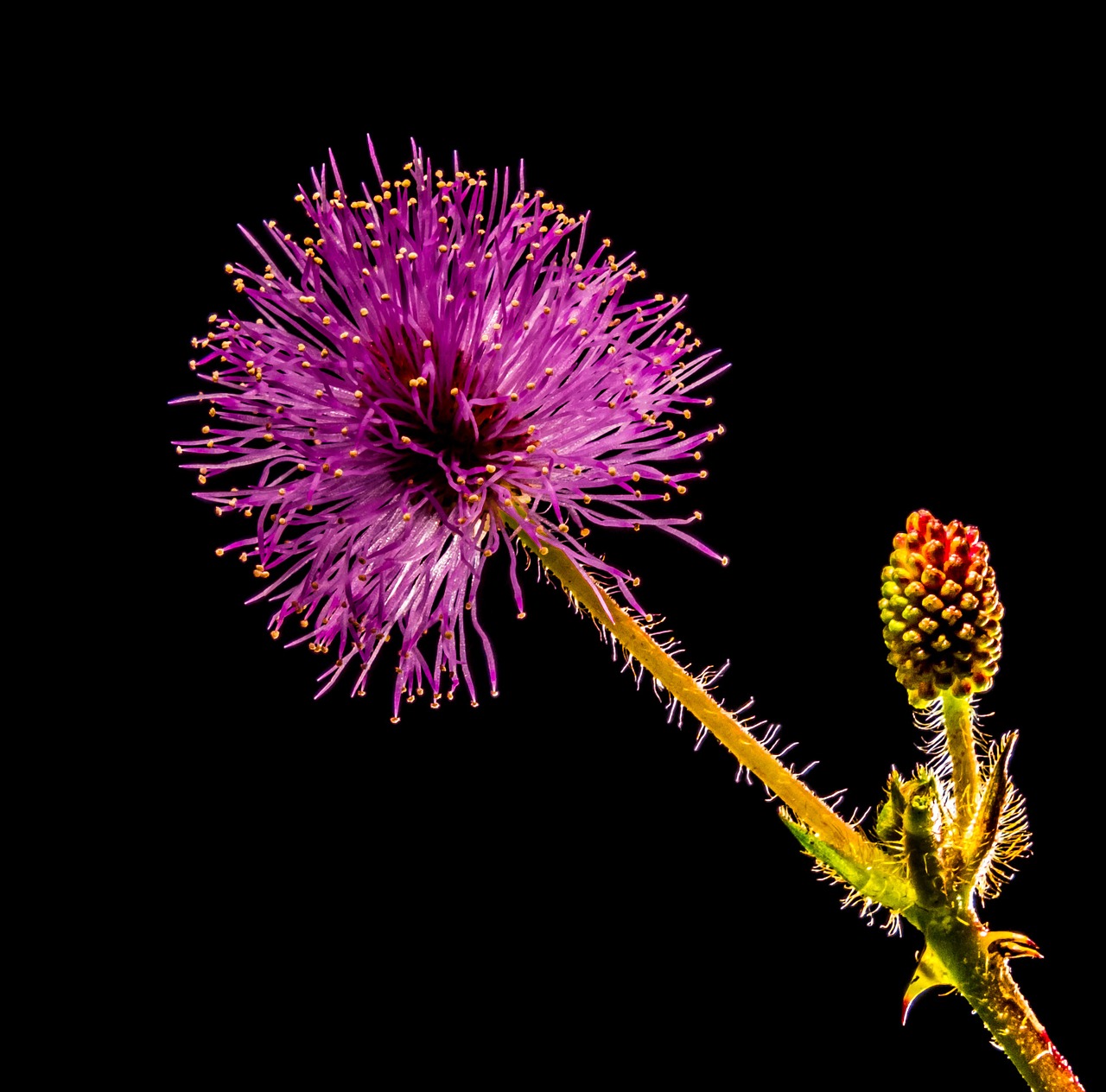 small flower flower purple pink free photo