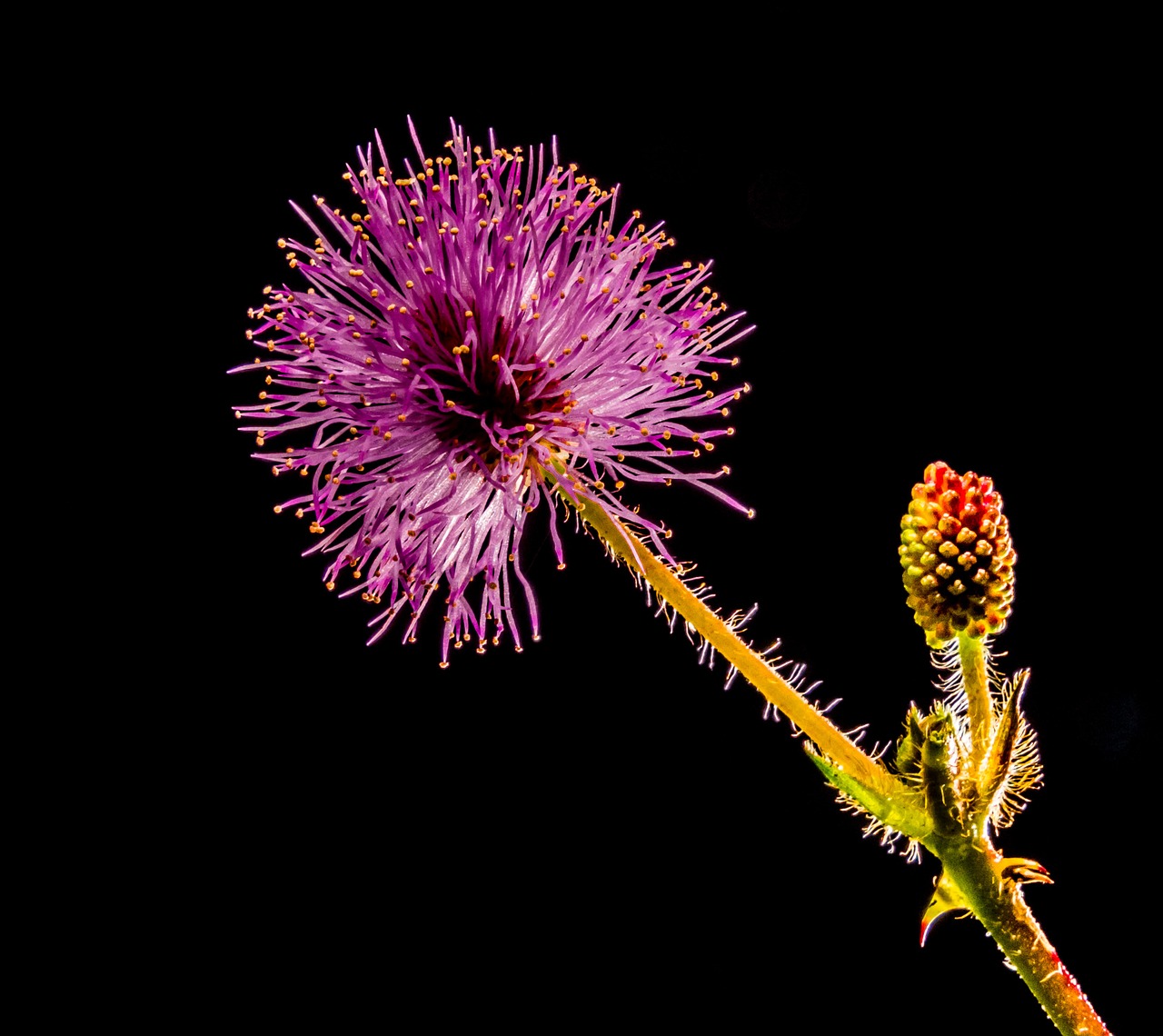 small flower flower purple pink free photo