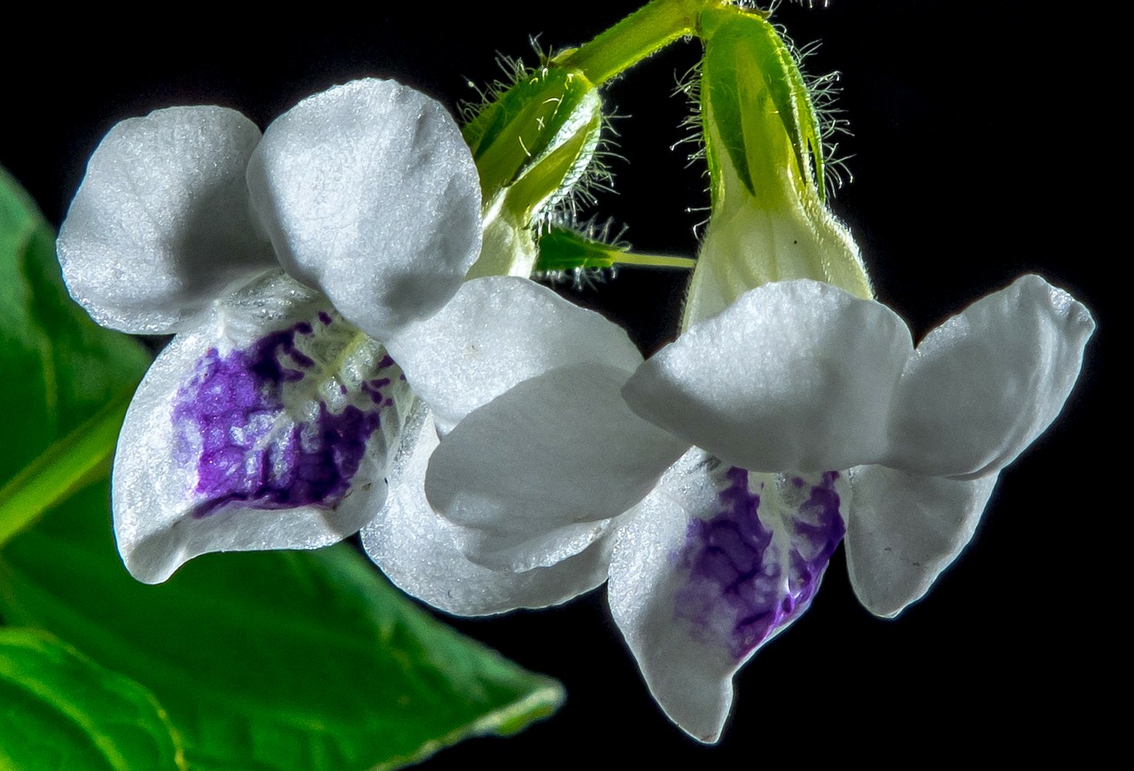 small flower blossom bloom free photo