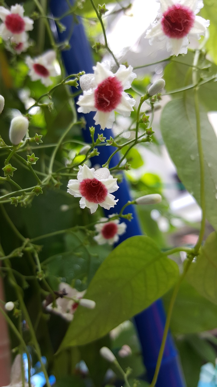 small flower white nature free photo