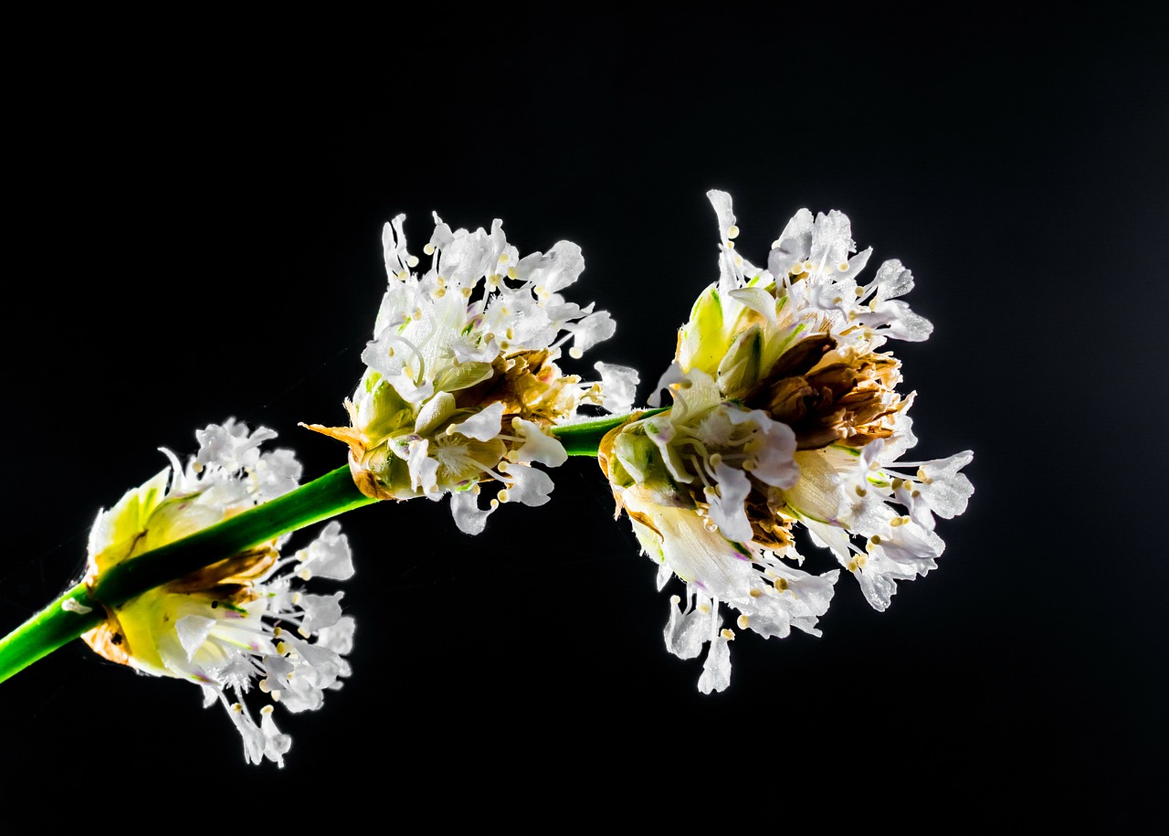 small flower wild flower white free photo