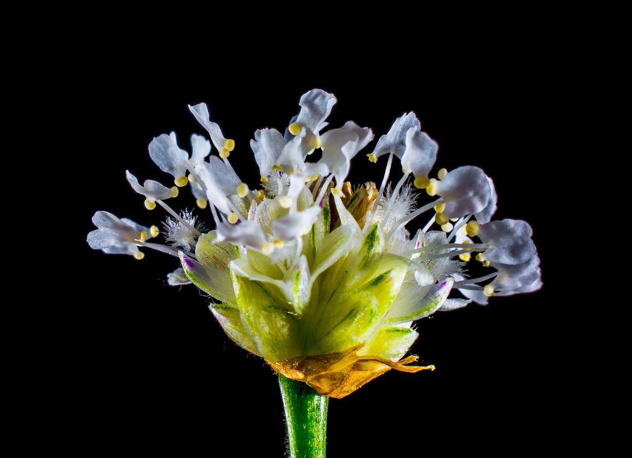 small flower wild flower white free photo