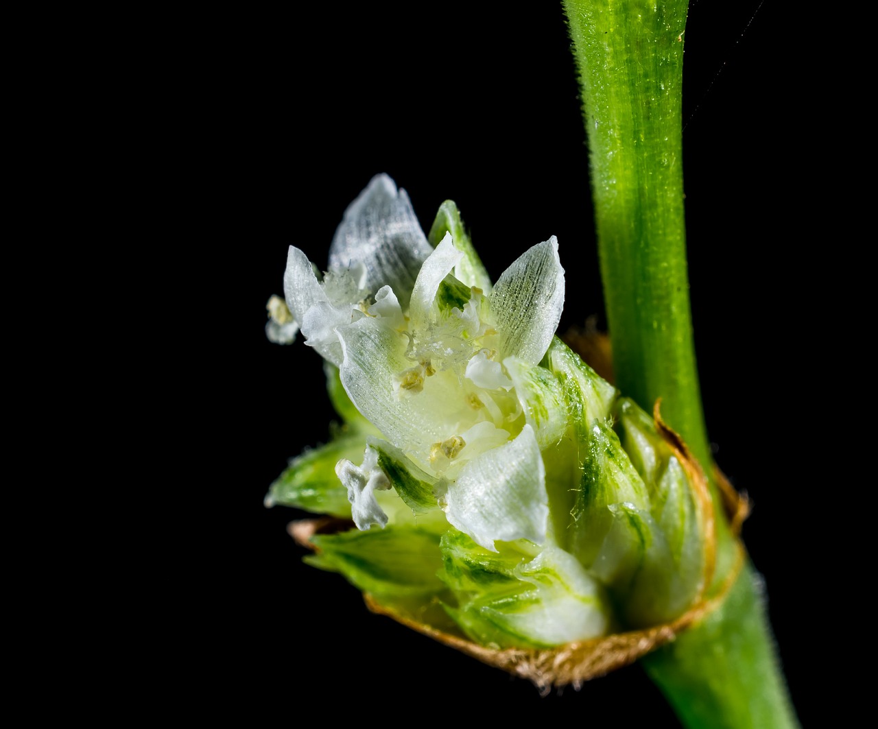 small flower wild flower white free photo